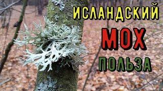 Исландский мох (лишайник) чудо-лекарство! Всё о целебных свойствах лишайника