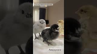 ПЛЮСЫ и МИНУСЫ кур в одном видео 