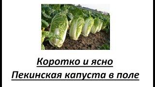 Коротко и ясно. Пекинская капуста в открытом грунте