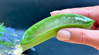 Haare wachsen wie verrückt und fallen nicht aus! Das ist das beste Mittel! Aloe Vera für haare!