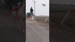 Roji Horse kathiyawadi  #horseshorts #kathiyawadnaghoda #horseride #horselover