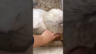 If you want tons of eggs get these 3 breeds of chicken! #eggs #farmfresh #chickens #backyardflock