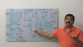 Coleochaete-3-Sexual Reproduction