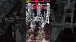 ROTOVERT   Based Salad Weeder | Made By Oliver Agro SRL Italy #agriculture #satisfying #shorts