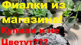 Фиалки из магазина. Честный обзор!