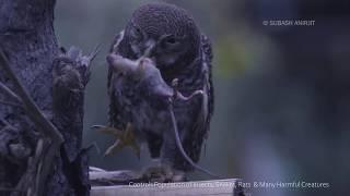 The Mystery Of the Night - Dundul(Jungle Owlet)