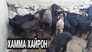 КУЙ БОЗОРИ 2021,КУЙ БОЗОР,ХУЖАОБОД КУЙ БОЗОРИ 2021,QÒY BOZOR QÒY BOZORI 2021,XÒJAOBOD QÒY BOZORI2021