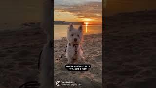 When someone says its just a dog... | Westie dog #shorts