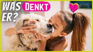 DAS denkt dein Hund, wenn du ihn KÜSST 