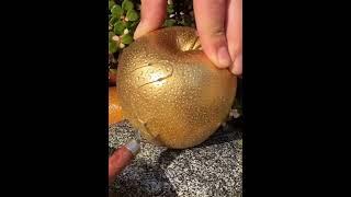 Golden Apple Satisfying Cutting | Ever seen this before?