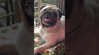 The happiest moment #pug #dog #shorts