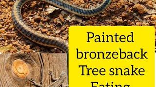 Painted Bronzeback tree snake eating Ornate tree Lizard