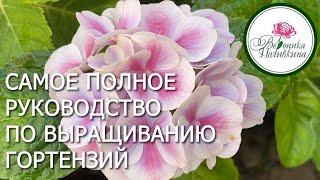 Все что вы хотели знать о гортензии