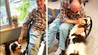 Hero Dog Saves Man's Life After He Falls and Breaks His Hip