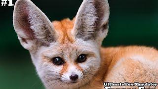 Ultimate Fox Simulator - Fennec Fox with mate - Android/iOS - Gameplay Part 1