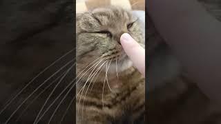 МИЛЕНЬКИЙ КОТИК!!! он злой и милый ... #кот  #злой #добряк #котики @sanu__175  ...