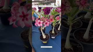 Rare Imported Adenium Plant Online Sale  #adenium #plants #flowers #garden
