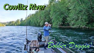 Cowlitz River Springers Fishing | Bobber Doggin' Eggs and Back Trolling Herring