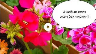 Ош , Кара-Суу, Араванды камсыз кылган кооз гүлдөр!