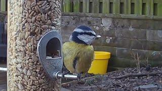 Up close and personal with a cute little blue tit on the garden bird feeder #bird