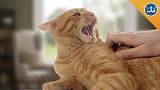 You’re Petting Your Cat All Wrong!