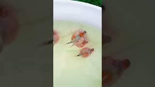 Pearl goldfish fry, almost 3 months old! #koi #goldfish #fish #freshwater #doitsu