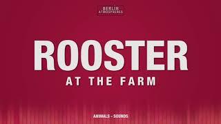 Rooster at a farm SOUND EFFECT - Hahn kräht morgens SOUNDS Farm Ambience SFX