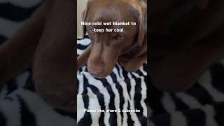 Keep Bella cool with wet blanket #dog #labrador #labradorretriever #keepcool #viralreels #viralvideo