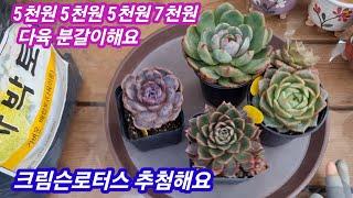 24.11.16 꽃동산다육의  5천원 5천원 5천원 7천원 다육 분갈이해요 크림슨로터스 추첨해요 꽃동산다육 010 3939 4304 사박토 010-3436-6631