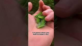 Spruce Tips. #forage #garden #forager #foraging #herbal #gardening #nature
