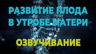 Невероятные кадры! Как развивается зародыш в утробе матери за 9 месяцев. От зачатия до рождения