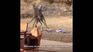 Kangaroo Friends Get in Fight  #subscribers #public #kangaroos #fight #hilarious #michaelrapaport