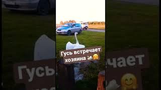 Гусь встречает хозяина 