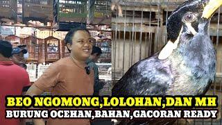 REVIEW HARGA BURUNG DIKIOS KANG YANTO PASAR BURUNG PRAMUKA HARI INI PILIHANNYA BENAR-BENAR KOMPLIT