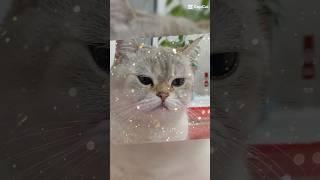 СНЕЖКА TV  #СнежкаTV #снежкаtv #cat #kitten #cute #catlover #music #котик #эдит #2024