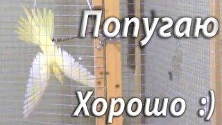 Попугай Корелла Монтана вниз головой хорошо ему Parrot Nymph - Montana Korella upside down