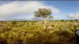 360 Video South Africa Wildlife Film trip  - Photos of Africa VR Safari