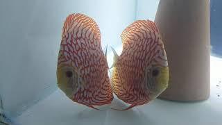 Jaguar checkered board discus