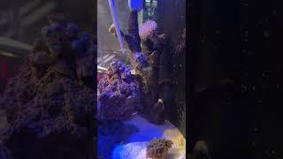 Feeding my corals #reeflife #saltwateraquarium #aquarium #fish #coral #biocube #reeftank #shrimpgoby