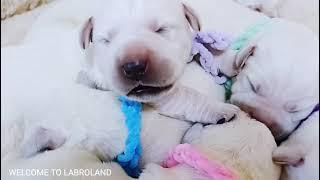 Щенки лабрадора от Мишеля и Тины (7 дней) | Labrador puppies out of Michelle and Tina (7 days old)