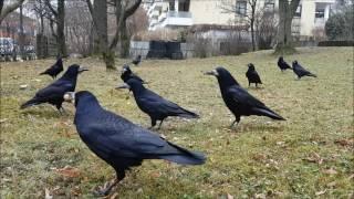 Feeding corvid families in the backyard