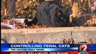 Dayton trying to handle feral cat problem