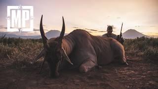 Hunting Kirk's Dik-Dik, Ostrich and Patterson's Eland - Tanzania | Mark V. Peterson Hunting