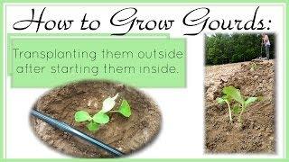 How to Grow Gourds: Transplanting Outside