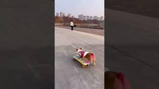 #Puppy Tiny Skateboard Take Down #DogsPlaySkateboard #Corgi   副本 1735089706468