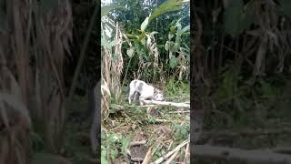 KELAKUAN REMAJA MESUM DI KEBUN PARAH! #short#viralvideos#viral