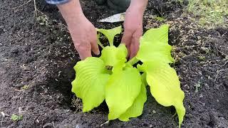 Planting a hosta also called dancing queen plant