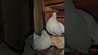 most beautiful fancy pigeon pair  #fancybird #pigeon #pigeonwings #kabootar #viral #animals #deer