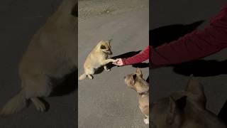 Рыжий и Амстафф на прогулке в деревне Учим команды #vlog #cat #family #animals #cute