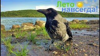 ЛЕТО НАВСЕГДА! (ворона Капля и собака Марта)